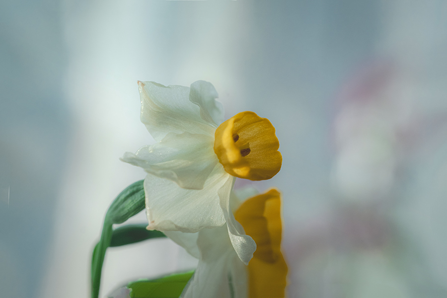 DSC06802. 冬の窓辺
