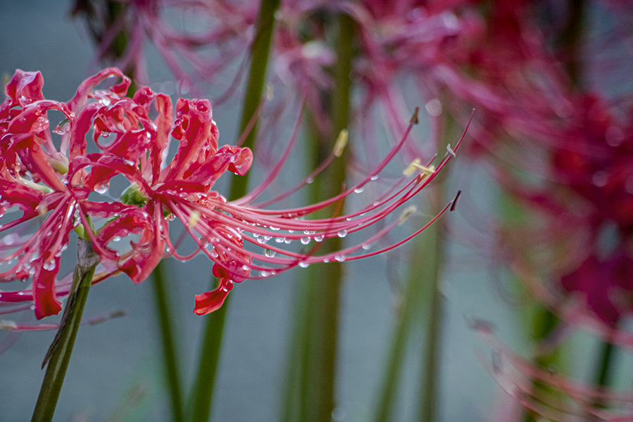 DSC04109. . 雨粒はアクセサリーパーツ
