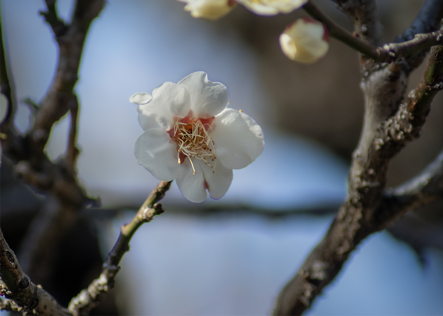 DSC00023 華やかな止まり木