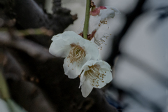 DSC00529. 爽春