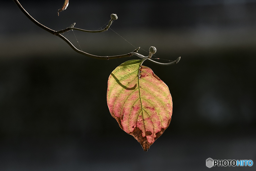 DSC00885   紅葉一葉