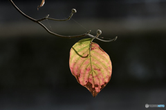 DSC00885   紅葉一葉