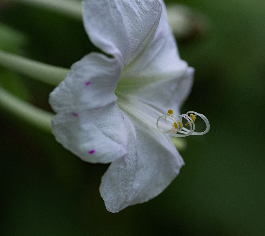 DSC04850.オシロイバナ