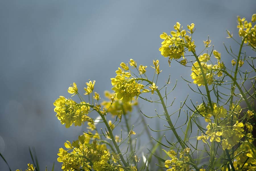 DSC00882 めげるな川辺の菜の花たち