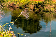 DSC02722-秋が過ぎれば冬になる