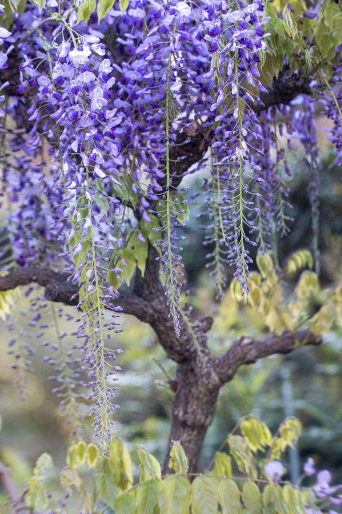 DSC05597. 藤の花