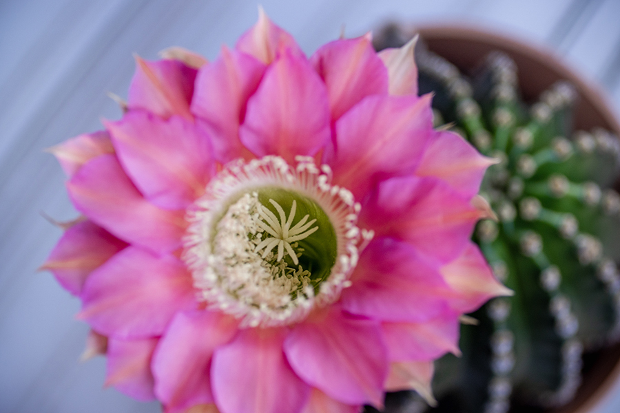 DSC09029. 花の中の花園