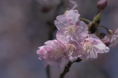 DSC03791 今年も河津桜に遇えた-1