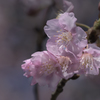 DSC03791 今年も河津桜に遇えた-1