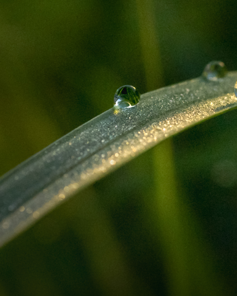 DSC04905. 水玉の彩