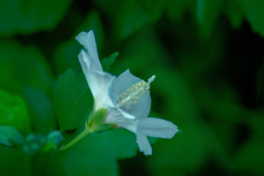 DSC02261. 幽玄