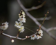 DSC05424. 蜘蛛の糸と白梅.