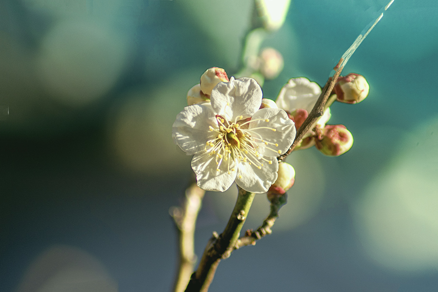 DSC00184. 予兆春霞