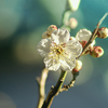 DSC00184. 予兆春霞