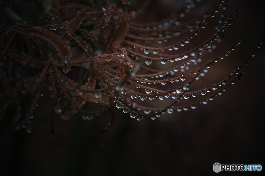 DSC00158- 水滴鈴生り HDR