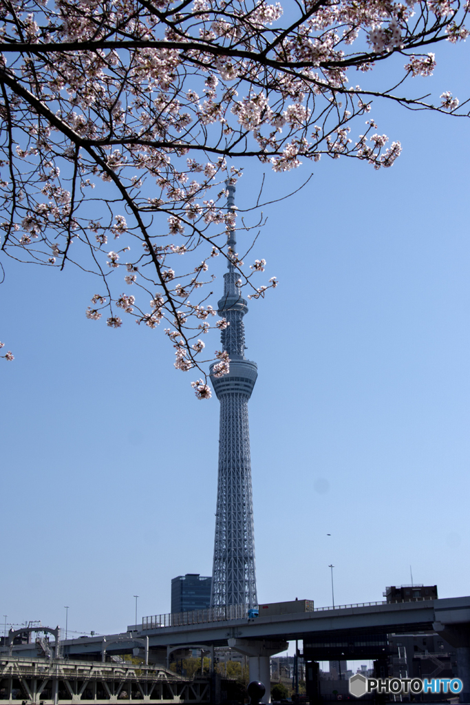 桜とスカイツリー