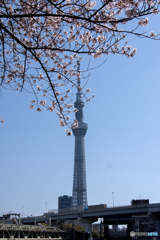 桜とスカイツリー