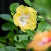 DSC02532. 夏の日差しの中