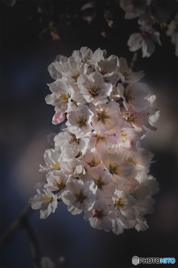 DSC09580 桜の静(しずか)ちゃん