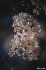 DSC09580 桜の静(しずか)ちゃん