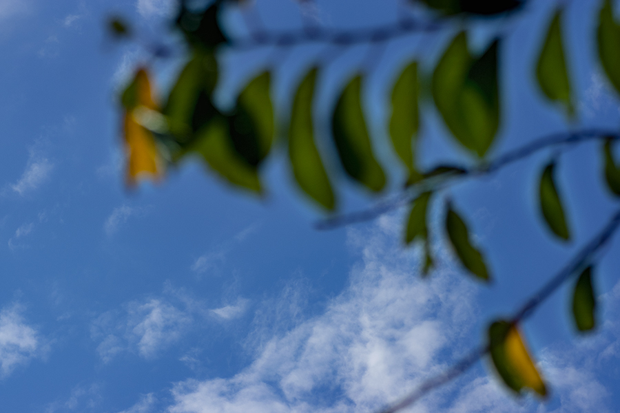 秋の空と桜の葉-2