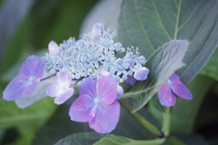 DSC00705　明るめに