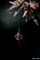 DSC02721 蜘蛛の糸　
