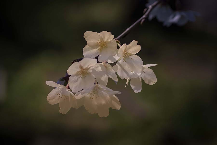 DSC07853. 初花-1