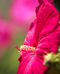 芙蓉は南国の花？