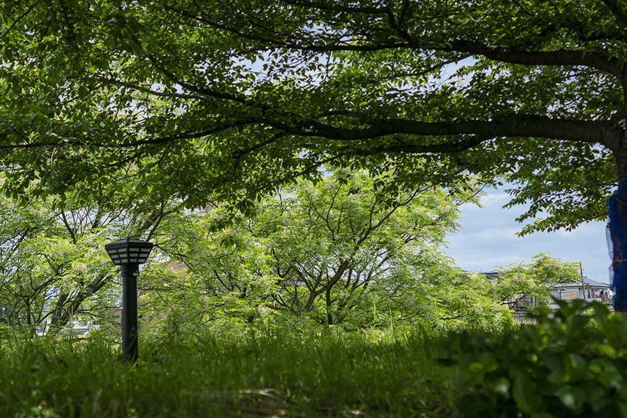 DSC08899. 新緑の候