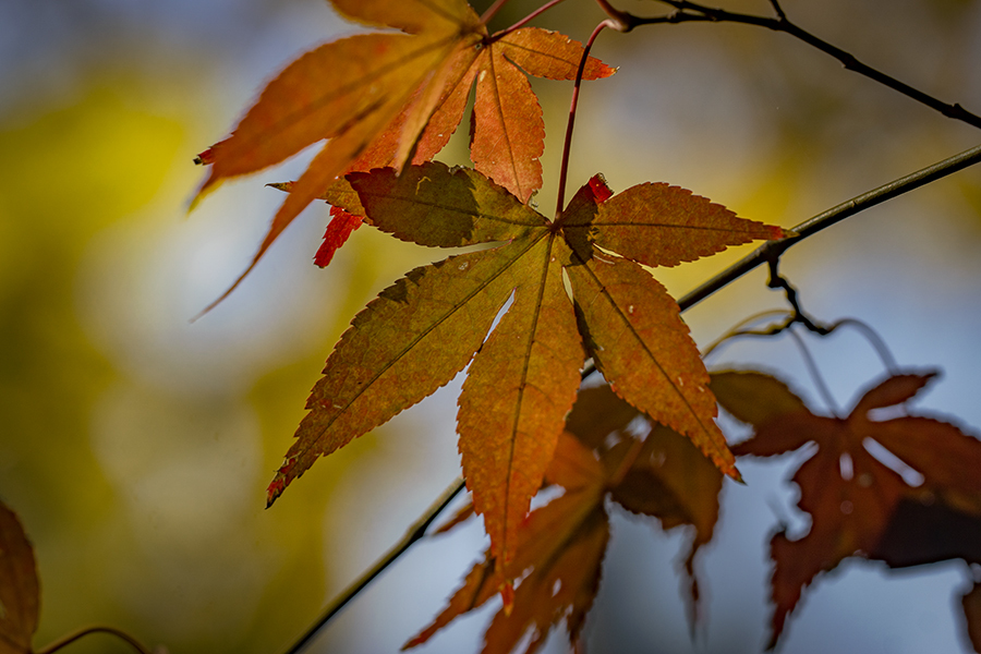 DSC09875 今年の秋を想う