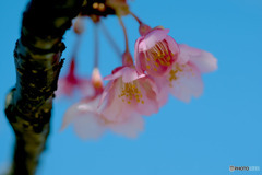 DSC08212-終りの河津桜-3