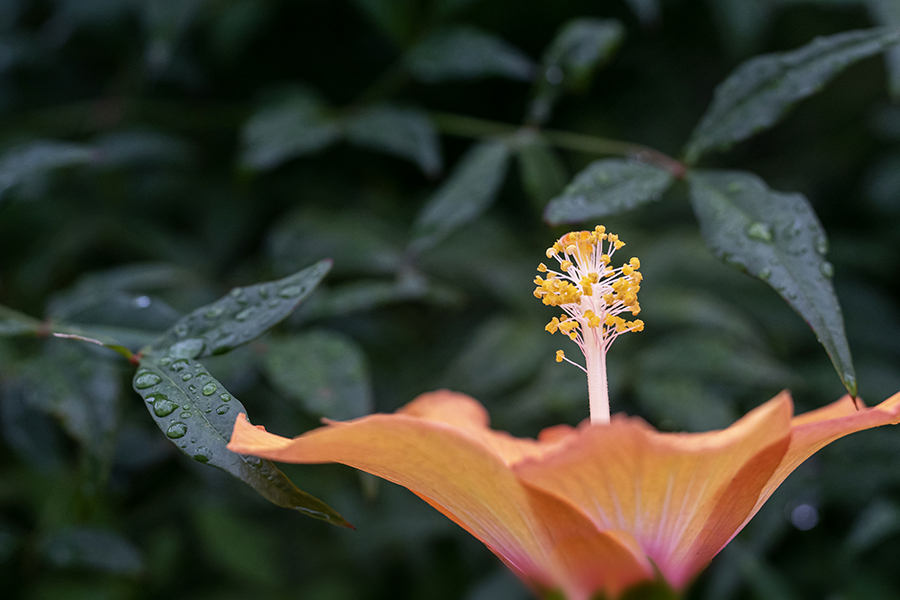 DSC08479 夏の朝