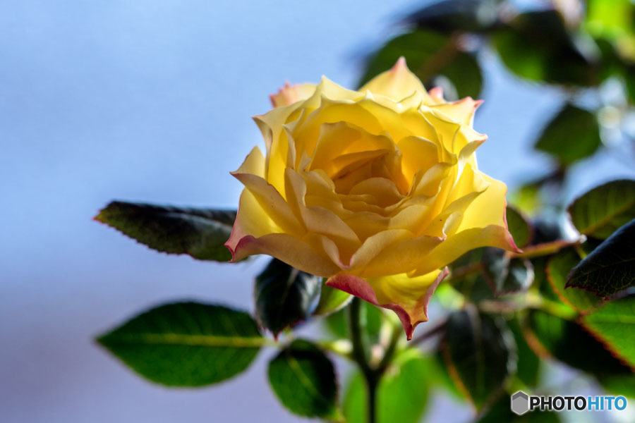 DSC07550-黄色い薔薇-3