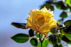 DSC07550-黄色い薔薇-3