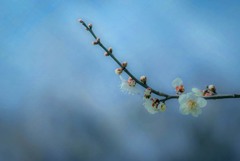 DSC05193-春の足音-10　寒い朝の梅