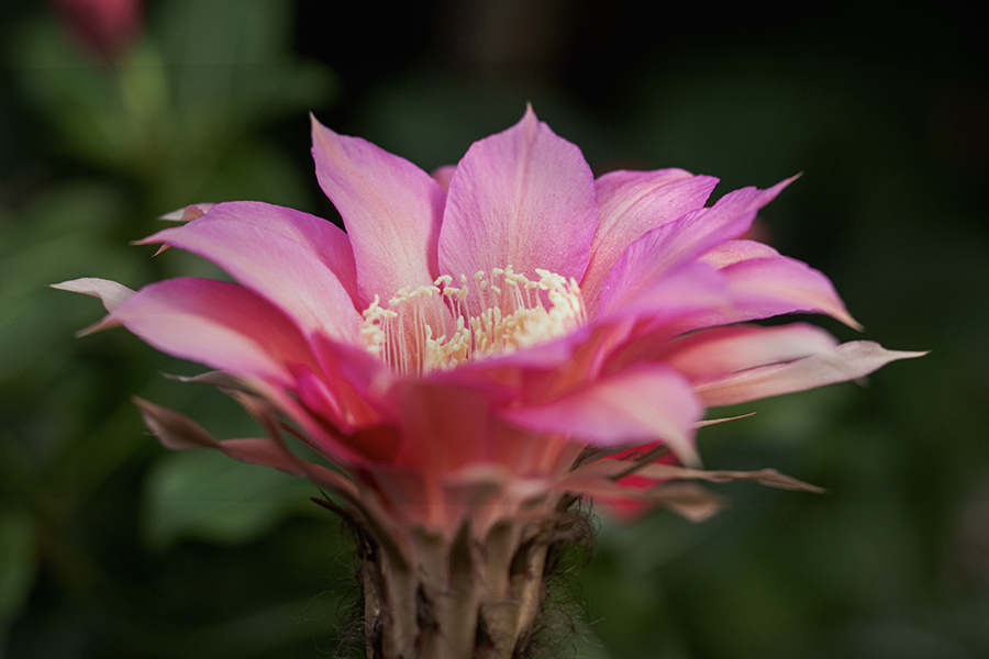 DSC08857. サボテンの花