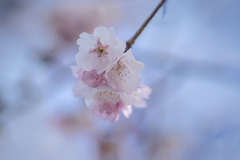 DSC07957.  陽春