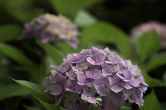 参道の紫陽花-5-