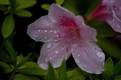 DSC01346 人間生きてりゃ雨に打たれることも有るわ jpg