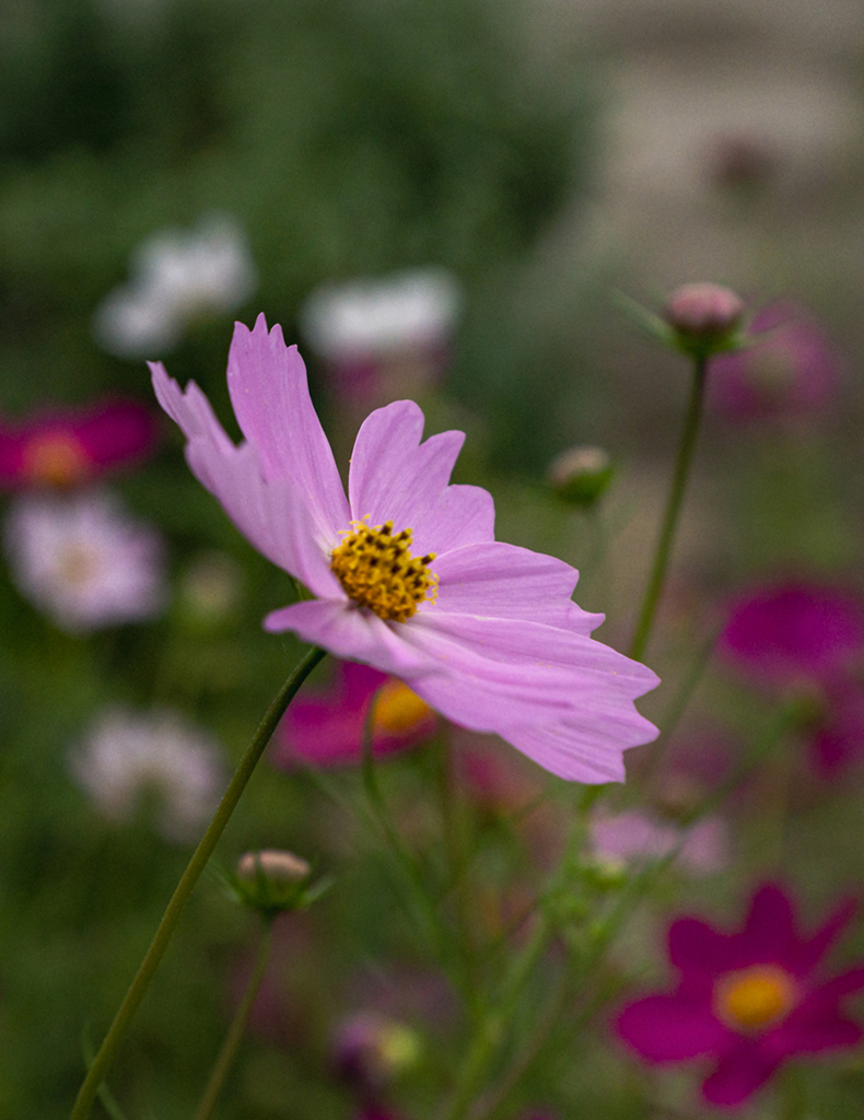 DSC04594. コスモス