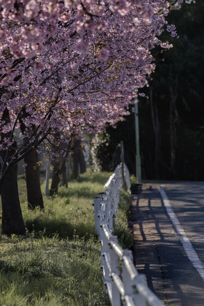 桜の照明する道