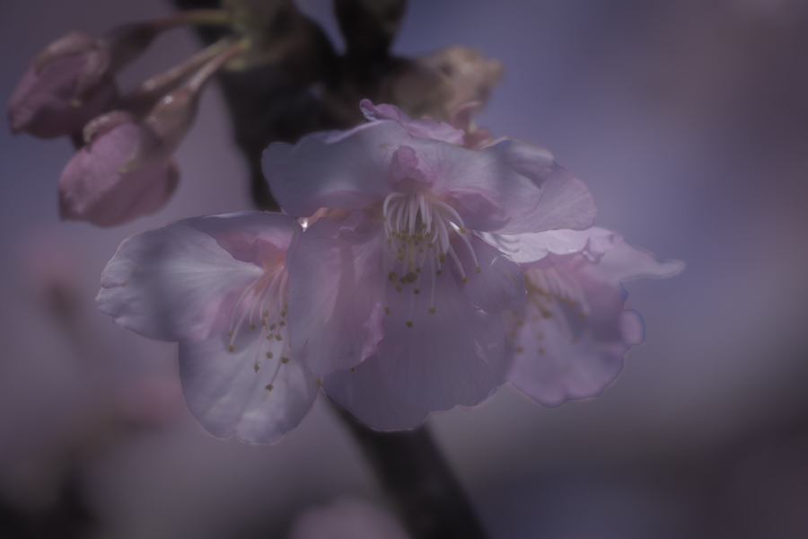 DSC04087咲けよ薫れよ河津の桜たち