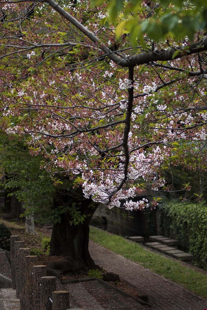 DSC08258. 遅桜(おそさくら)