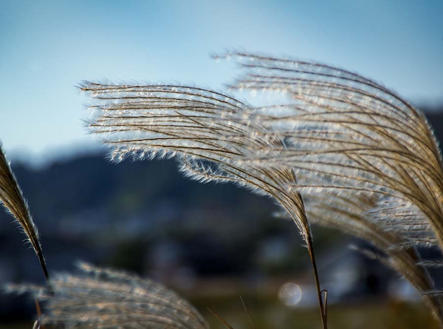 DSC00299  悲哀