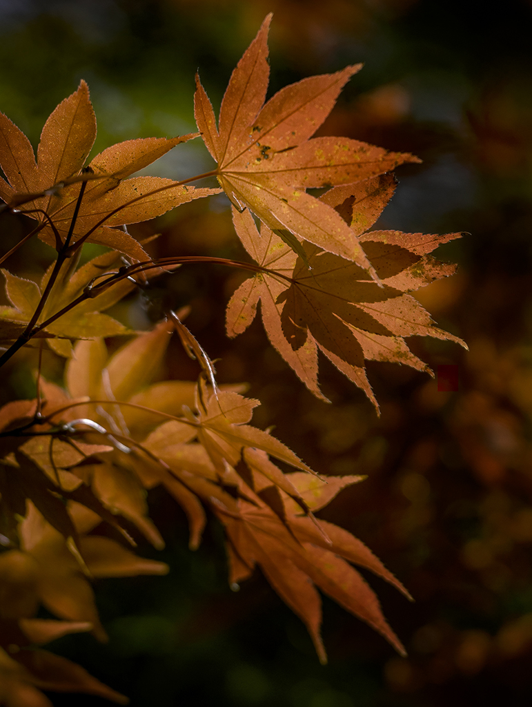 紅葉のスクリーン