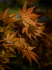 紅葉のスクリーン
