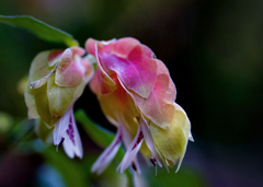 DSC03521. 温室の花