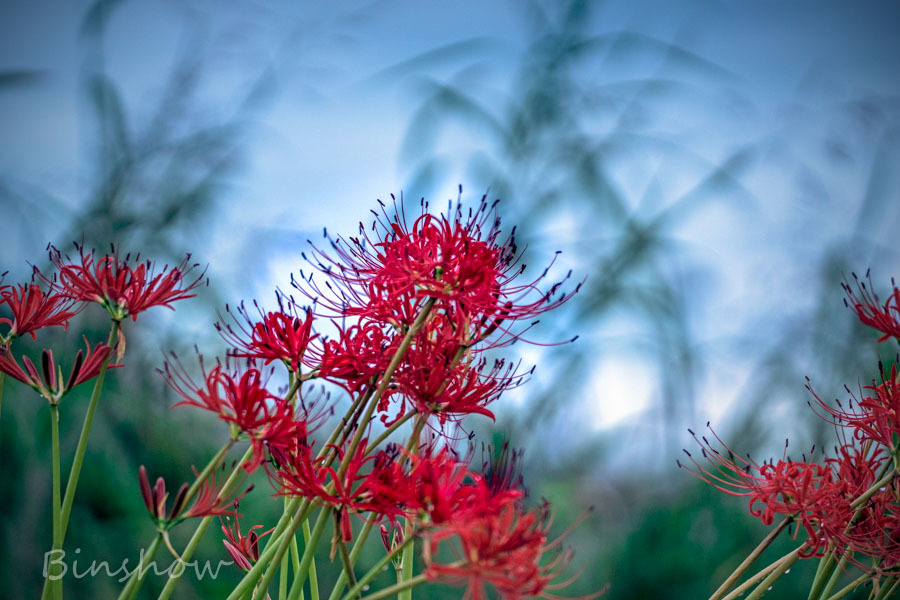 DSC02067-散歩道の彼岸花-5