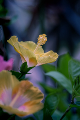 DSC02396. 夏の陽射しの中